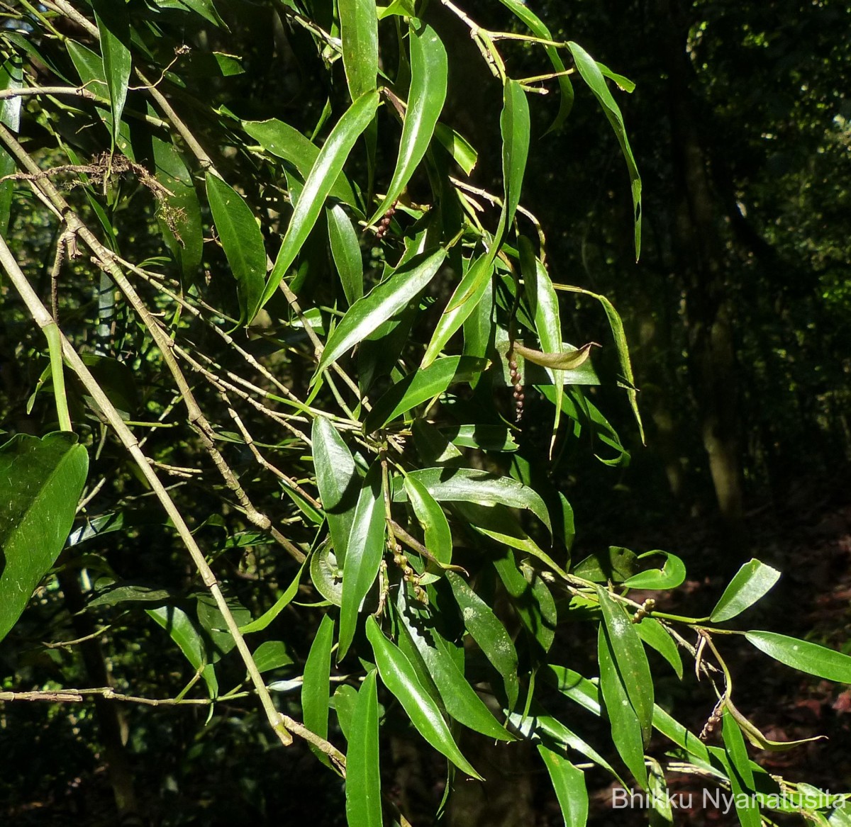 Pothos remotiflorus Hook.